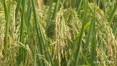 秋天农村粮食水稻穗大米成熟